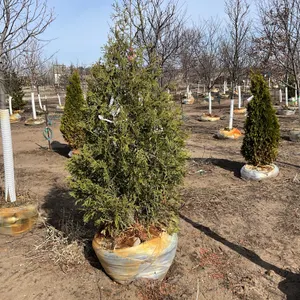 ARBORVITAE, TECHNY 6'