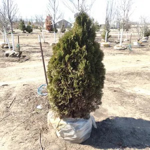 ARBORVITAE, HOLMSTRUP 4'
