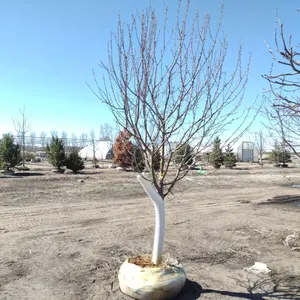 CRABAPPLE, SPRING SNOW 3"