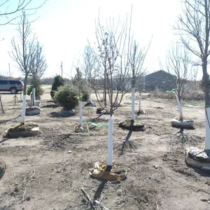 KAHNKE'S TREE FARM INVENTORY REDUCTION ONLINE ONLY AUCTION 1 OF 2 - BIDDING CLOSES THURSDAY APRIL 16TH @ 2PM CT