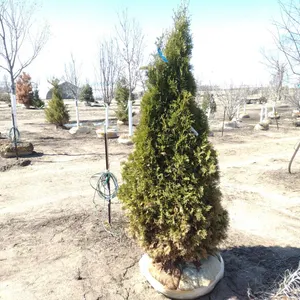 ARBORVITAE, NORTH POLE 6'