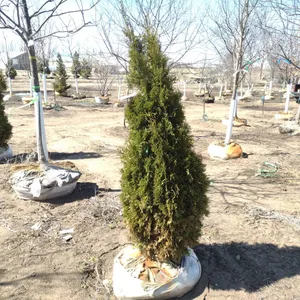 ARBORVITAE, NORTH POLE 6'