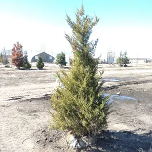 JUNIPER, MOUNTBATTEN 7'