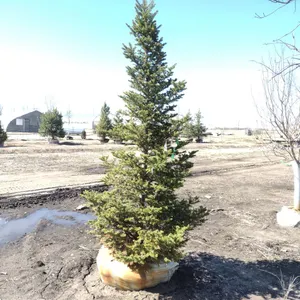 FIR, BALSAM 8'