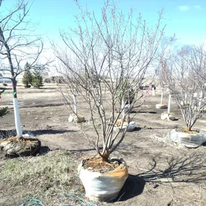 SERVICEBERRY, AUTUMN BRILLIANCE CLUMP 6'