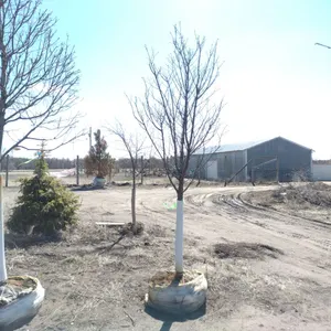 LILAC, JAPANESE TREE 2.5"