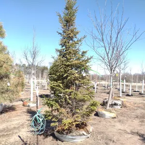 FIR, BALSAM 10'