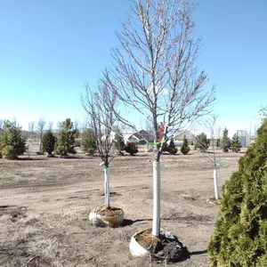 MAPLE, ARMSTRONG 3.5"