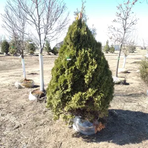 ARBORVITAE, HOLMSTRUP 6'