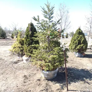 FIR, BALSAM 6'
