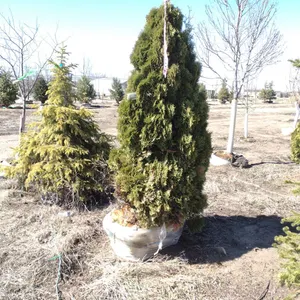 ARBORVITAE, HOLMSTRUP 6'