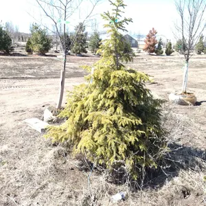 SPRUCE, BLACK HILLS 5'