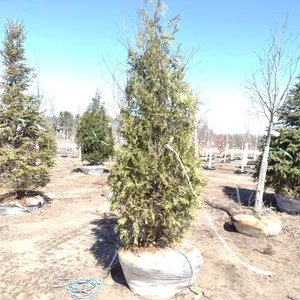 ARBORVITAE, TECHNY 7'