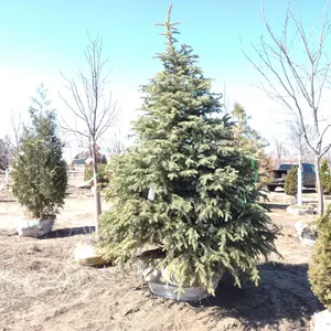 SPRUCE, BLACK HILLS 8'