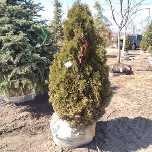 ARBORVITAE, HOLMSTRUP 4'