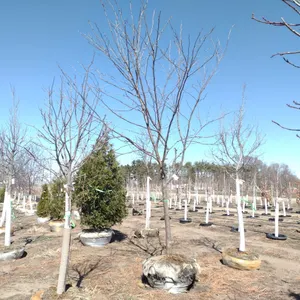 HONEYLOCUST, SKYLINE 3"