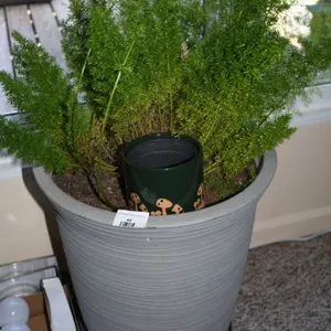 Planter and Plant