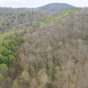 Wooded Land for Sale in Floyd, VA!