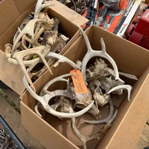 (2) Boxes of Whitetail Deer Antlers