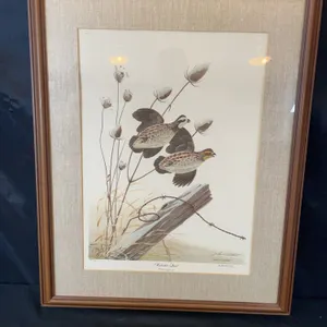 John Ruthven "Bob White Quail" Print