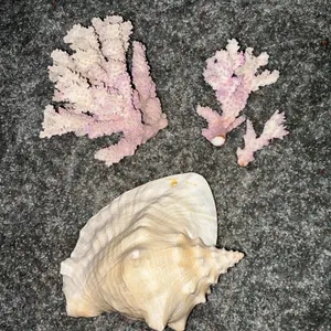Conch Shell and Coral