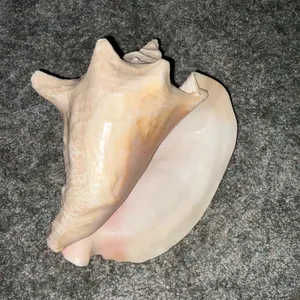Large Conch Shell