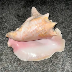 Large Pink Conch Shell