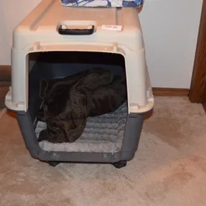 Large Pet Kennel on wheels, no door