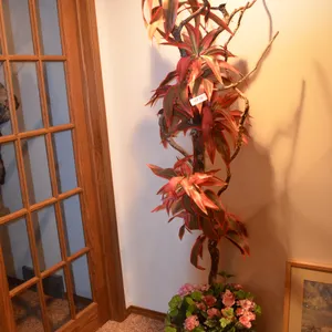 Tall Dracaena Silk Tree