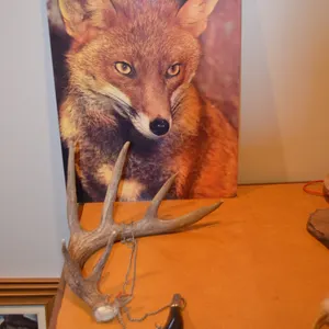 Decorative Horn, Antlers, Fox Picture