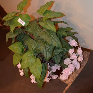 Silk Plant