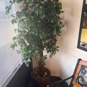 WATERLESS POTTED PLANT