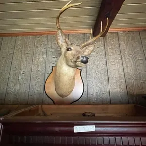 Deerhead 8 Pointerr