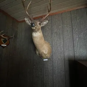 Deerhead 8 Pointer