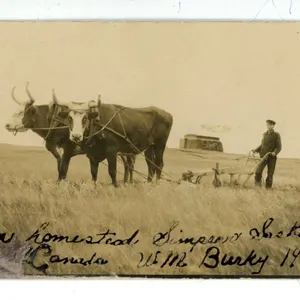 1909 RPPC – “On Homestead, Simpson Sask.  Canada.  W.M. Bunky 1909.”