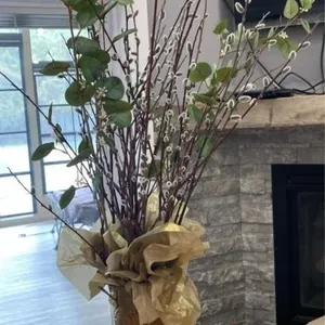 real Pussy willows in planter