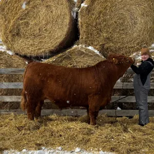 Sophie Pas w/ Steer Tim-Three Trails Home 4-H Club