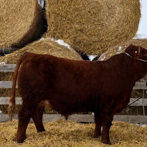 Ruby Low w/ Steer Sully-Three Trails Home 4-H Club