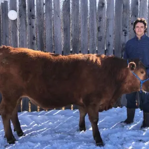 Travis Petersen w/ Steer Colt-Anselmo Willing Workers 4-H Multi Club
