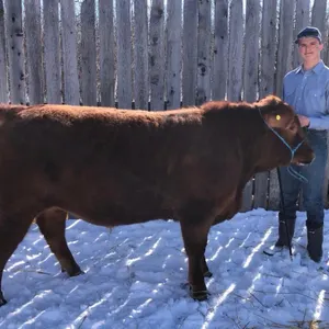 Logan Petersen w/ Steer Rupert-Anselmo Willing Workers 4-H Multi Club