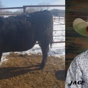 Jace Evarts w/ Steer Jarry-Anselmo Willing Workers 4-H Multi Club