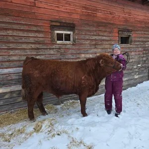 Brooke Nelson w/ Steer Cinnamon-Anselmo Willing Workers 4-H Multi Club