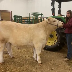 Breanne Bouius w/ Steer Bankroll-Cherhill 4H Multi Club