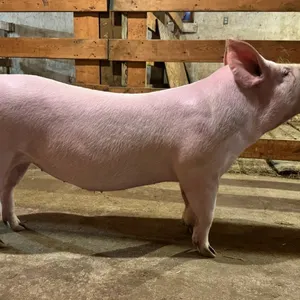 Breanne Bouius w/ Pig Diva-Cherhill 4H Multi Club