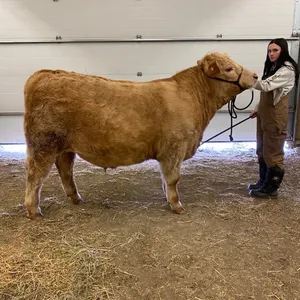 Madison Bouius w/ Steer Eazy-E-Cherhill 4H Multi Club