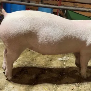 Madison Bouius w/ Pig Mr.Manaj-Cherhill 4H Multi Club