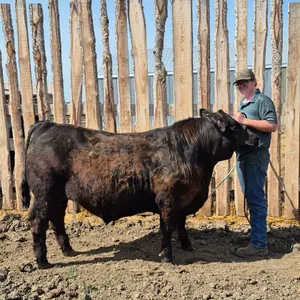 Hayden Machan w/ Steer Oscar-Anselmo Willing Workers 4-H Multi Club