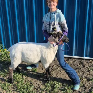 Kaitlynn Machan w/ Sheep Harry-Anselmo Willing Workers 4-H Multi Club