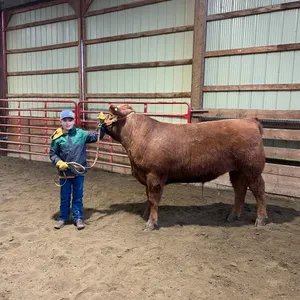 Tristan Swift w/ Steer Rebel-Cherhill 4H Multi Club