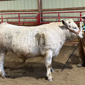 Landry Harris w/ Steer Hershey-Cherhill 4H Multi Club